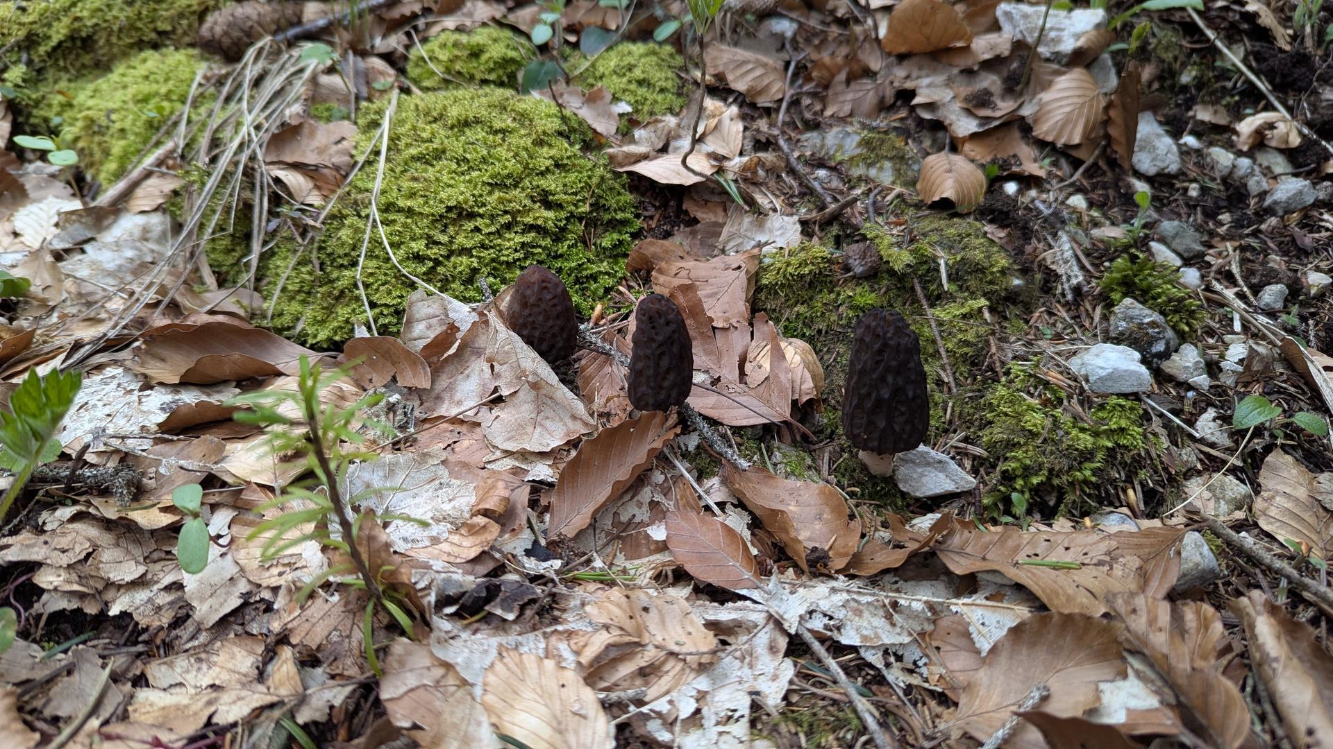 Morilles